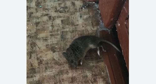 Дезинфекция от мышей в Одинцово